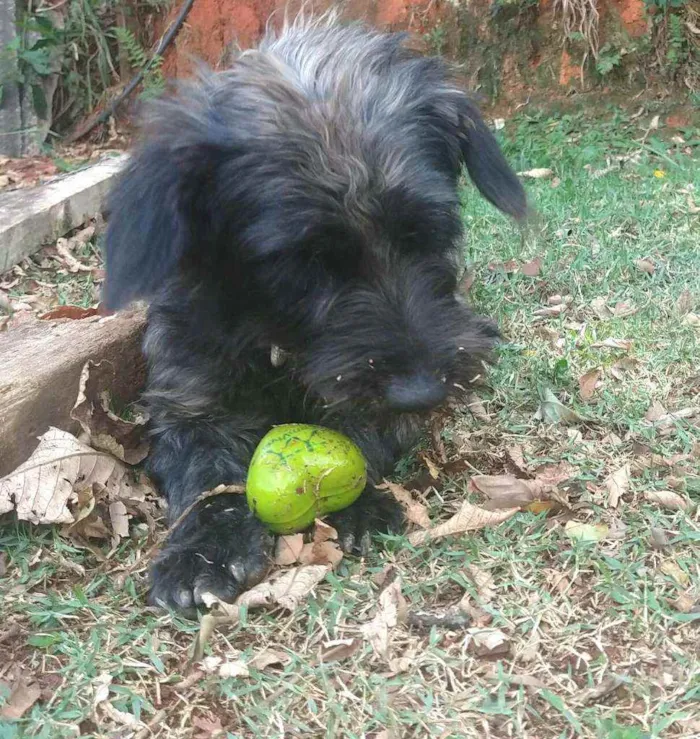 Cachorro ra a  idade 2 anos nome Francisco