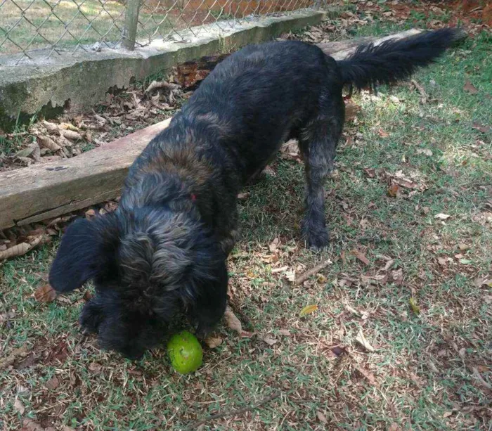 Cachorro ra a  idade 2 anos nome Francisco