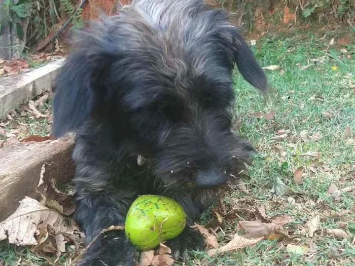 Cachorro ra a  idade 2 anos nome Francisco