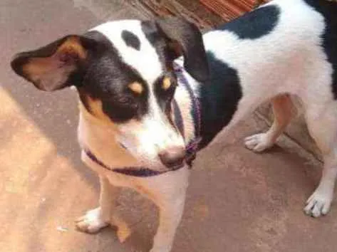 Cachorro ra a Srd idade 1 ano nome Não sei