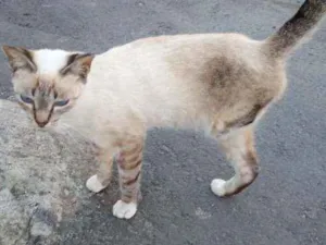 Gato raça SRD idade 1 ano nome Mimi
