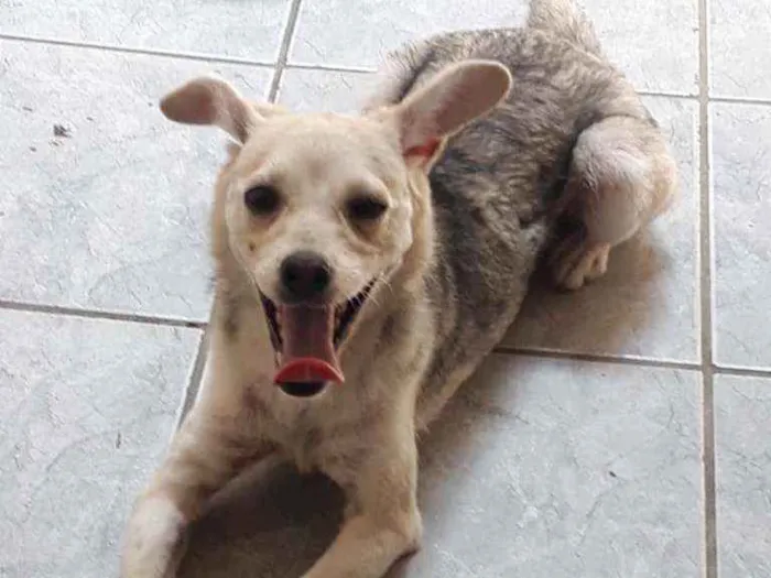 Cachorro ra a DESCONHECIDO  idade 7 a 11 meses nome LUNA