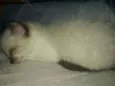 Fofura