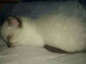 Gato raça Sdr idade 2 a 6 meses nome Fofura