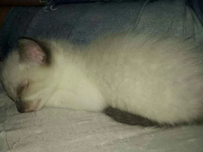 Gato ra a Sdr idade 2 a 6 meses nome Fofura