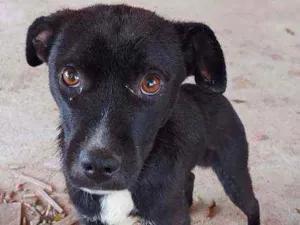 Cachorro raça Srd idade 2 a 6 meses nome Onix
