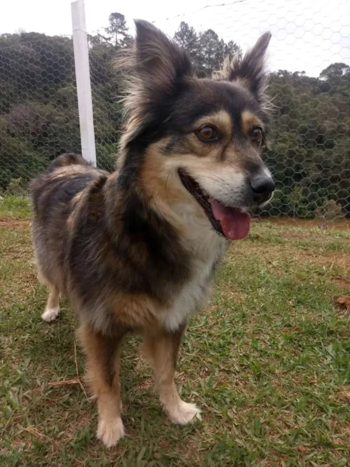 Cachorro ra a SRD-ViraLata idade 6 ou mais anos nome LUMA