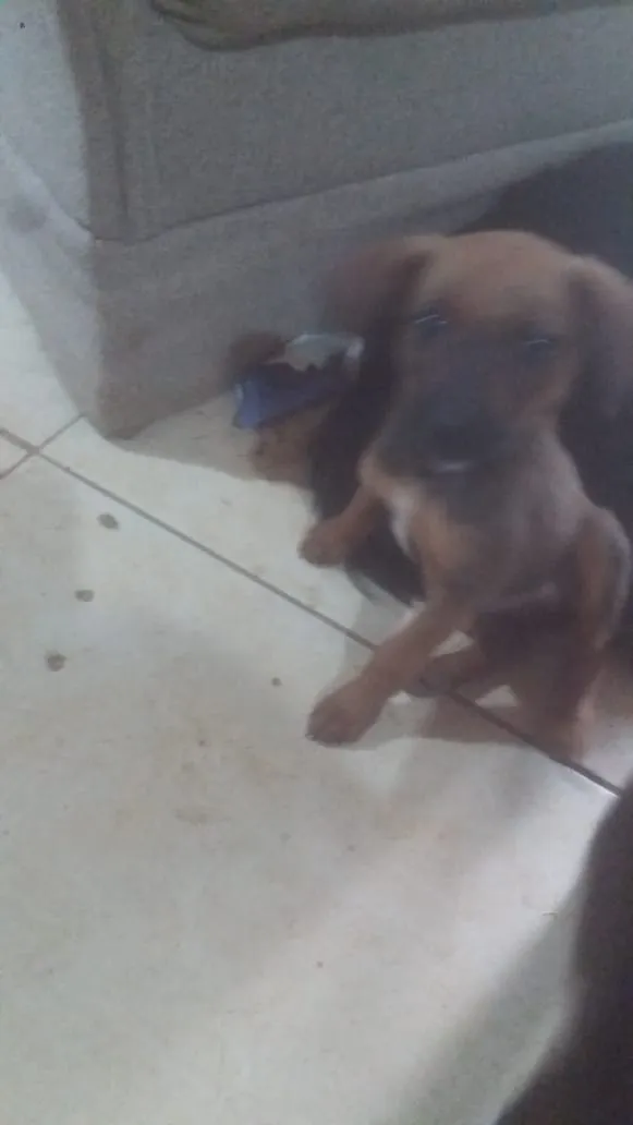 Cachorro ra a pequena idade 2 a 6 meses nome nao tem