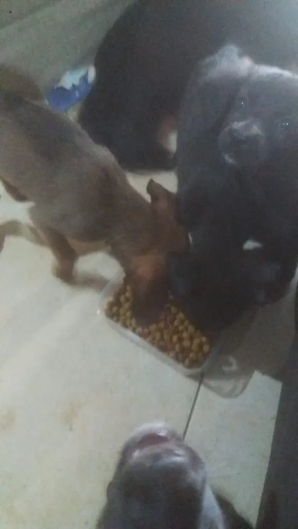 Cachorro ra a pequena idade 2 a 6 meses nome nao tem