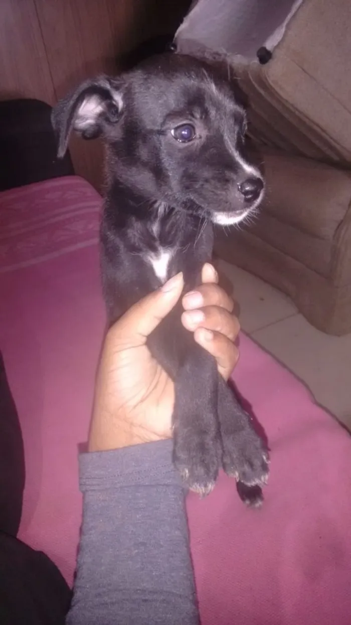 Cachorro ra a pequena idade 2 a 6 meses nome nao tem