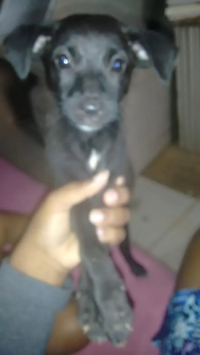 Cachorro ra a pequena idade 2 a 6 meses nome nao tem