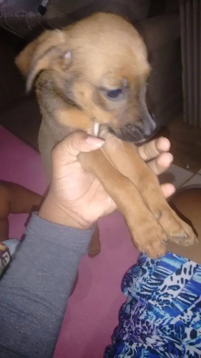 Cachorro ra a pequena idade 2 a 6 meses nome nao tem