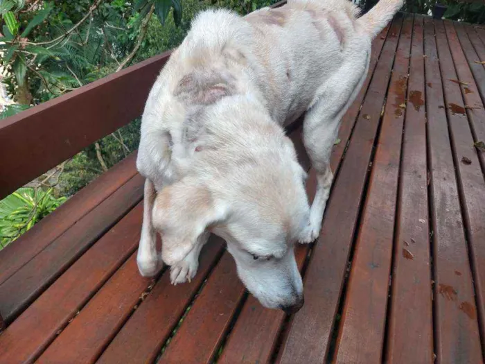Cachorro ra a Labrador mestiço idade 6 ou mais anos nome Corisco