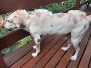 Cachorro raça Labrador mestiço idade 6 ou mais anos nome Corisco