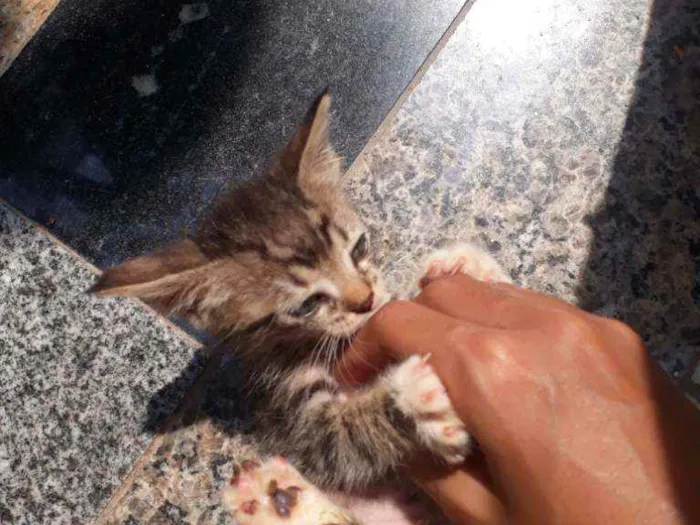 Gato ra a Não sei idade 2 a 6 meses nome Minnie ou sua escolh