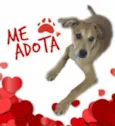 Totó Filhote