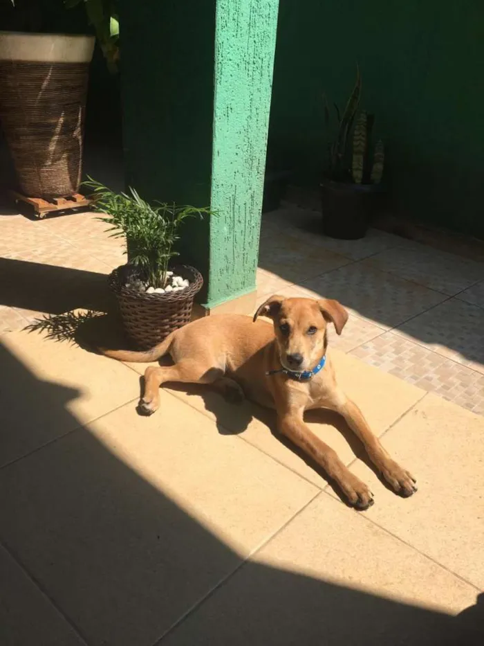 Cachorro ra a SRD-ViraLata idade 2 a 6 meses nome Totó Filhote