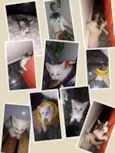 Gatinhos