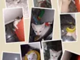 Gatinhos