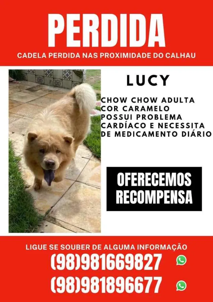 Cachorro ra a Chow chow idade 5 anos nome Lucy