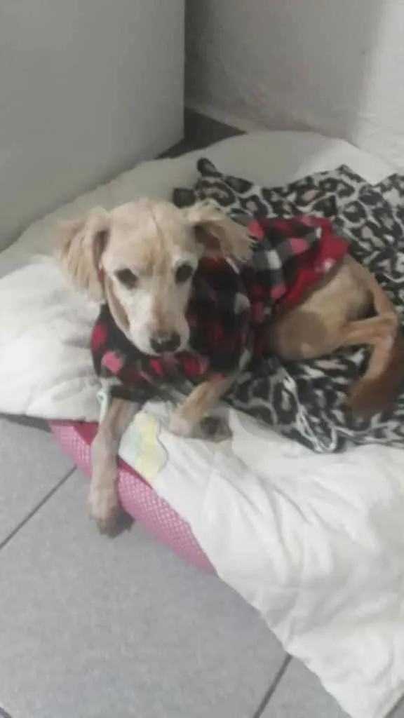 Cachorro ra a Estopinha  idade 3 anos nome Boby