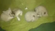 Gatinhos lindos!!