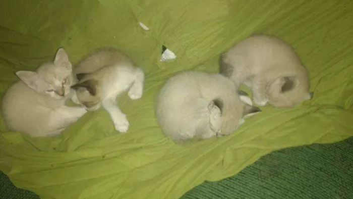 Gato ra a  idade Abaixo de 2 meses nome Gatinhos lindos!!