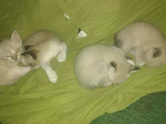Gato ra a  idade Abaixo de 2 meses nome Gatinhos lindos!!