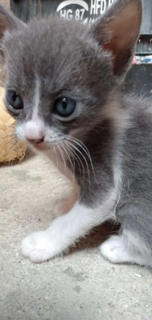 Gato ra a  idade Abaixo de 2 meses nome trovãozinha