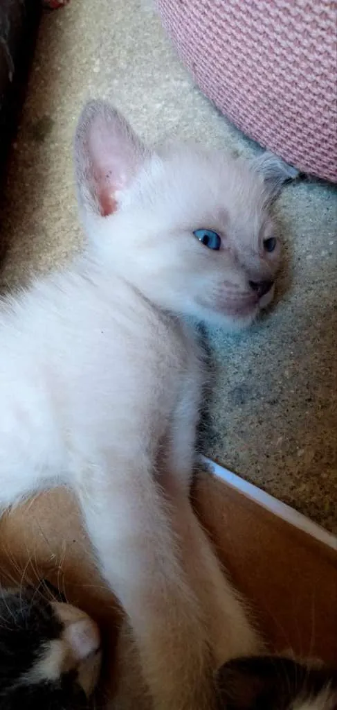 Gato ra a  idade Abaixo de 2 meses nome trovãozinha