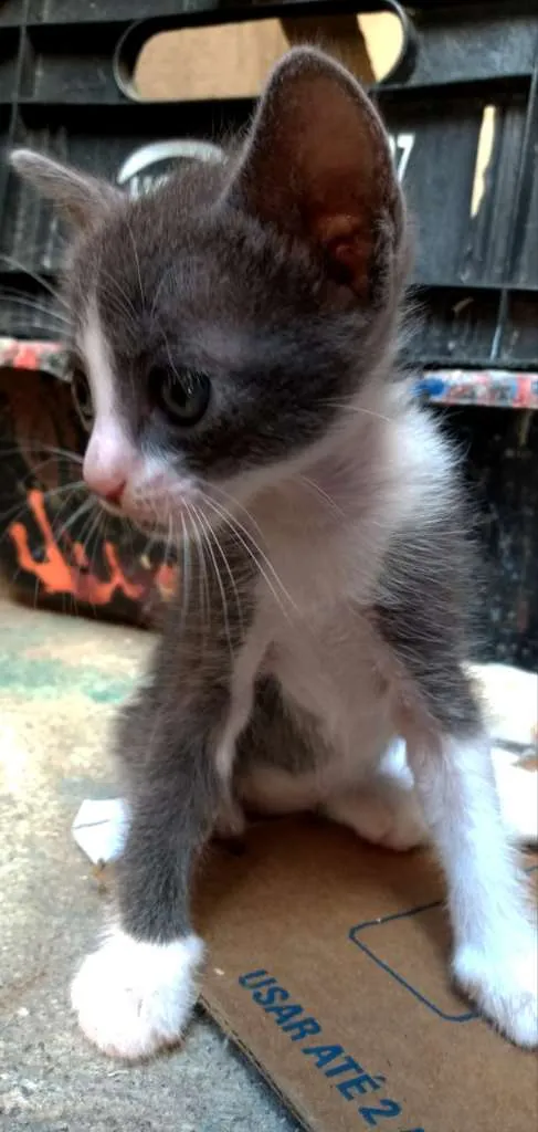Gato ra a  idade Abaixo de 2 meses nome trovãozinha