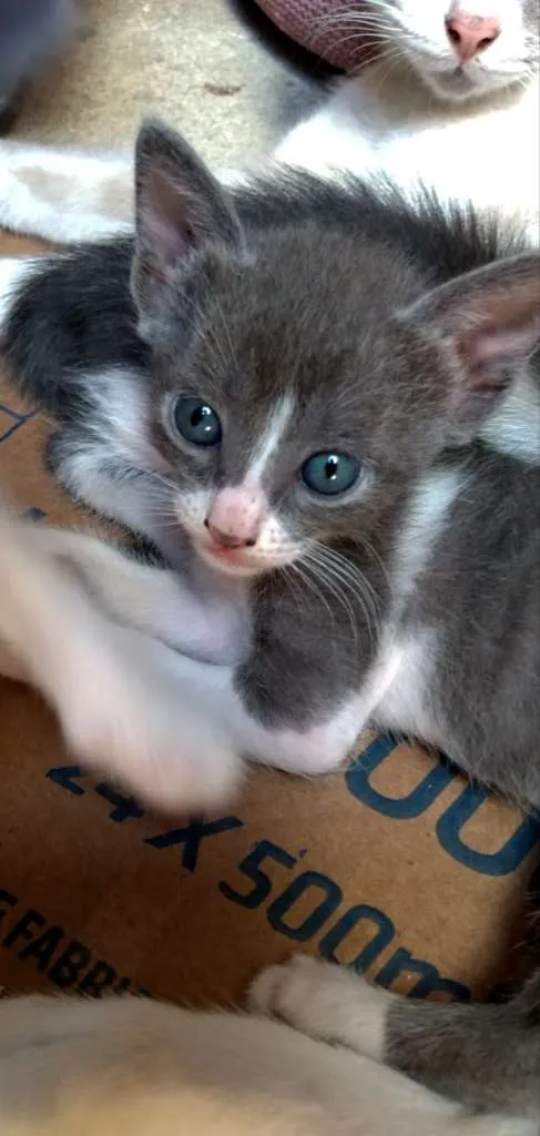 Gato ra a  idade Abaixo de 2 meses nome trovãozinha