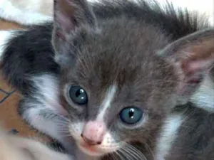 Gato raça  idade Abaixo de 2 meses nome trovãozinha