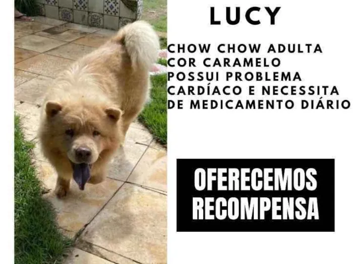 Cachorro ra a Chow chow idade 5 anos nome Lucy