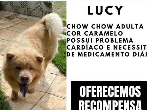 Cachorro ra a Chow chow idade 5 anos nome Lucy