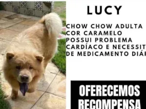 Cachorro raça Chow chow idade 5 anos nome Lucy
