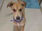 Cachorro raça SRD-ViraLata idade 2 a 6 meses nome Totó Filhote