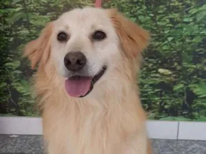 Cachorro raça SRD-ViraLata idade 6 ou mais anos nome bob