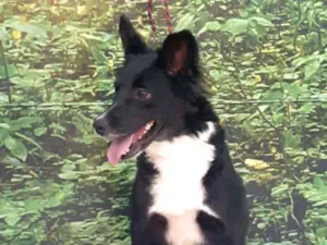 Cachorro raça SRD-ViraLata idade 2 anos nome Puppy