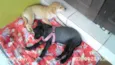 Marley e princesa