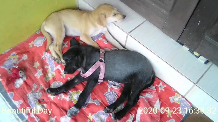 Cachorro ra a Labrador com pastor alemão idade 2 a 6 meses nome Marley e princesa