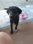 Marley e princesa