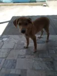 Marley e princesa