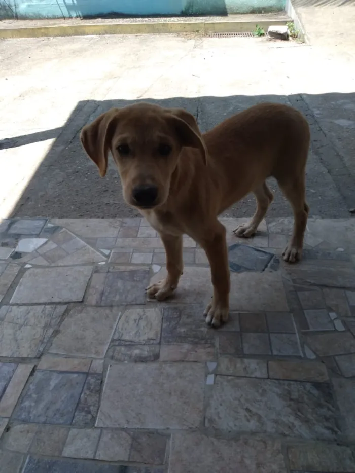 Cachorro ra a Labrador com pastor alemão idade 2 a 6 meses nome Marley e princesa
