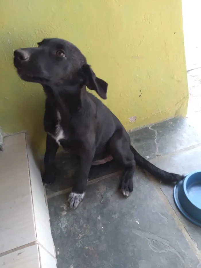 Cachorro ra a Labrador com pastor alemão idade 2 a 6 meses nome Marley e princesa