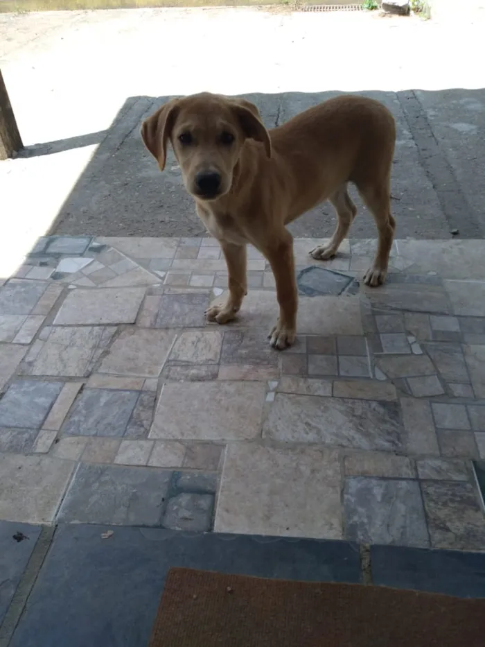 Cachorro ra a Labrador com pastor alemão idade 2 a 6 meses nome Marley e princesa