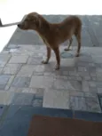 Marley e princesa