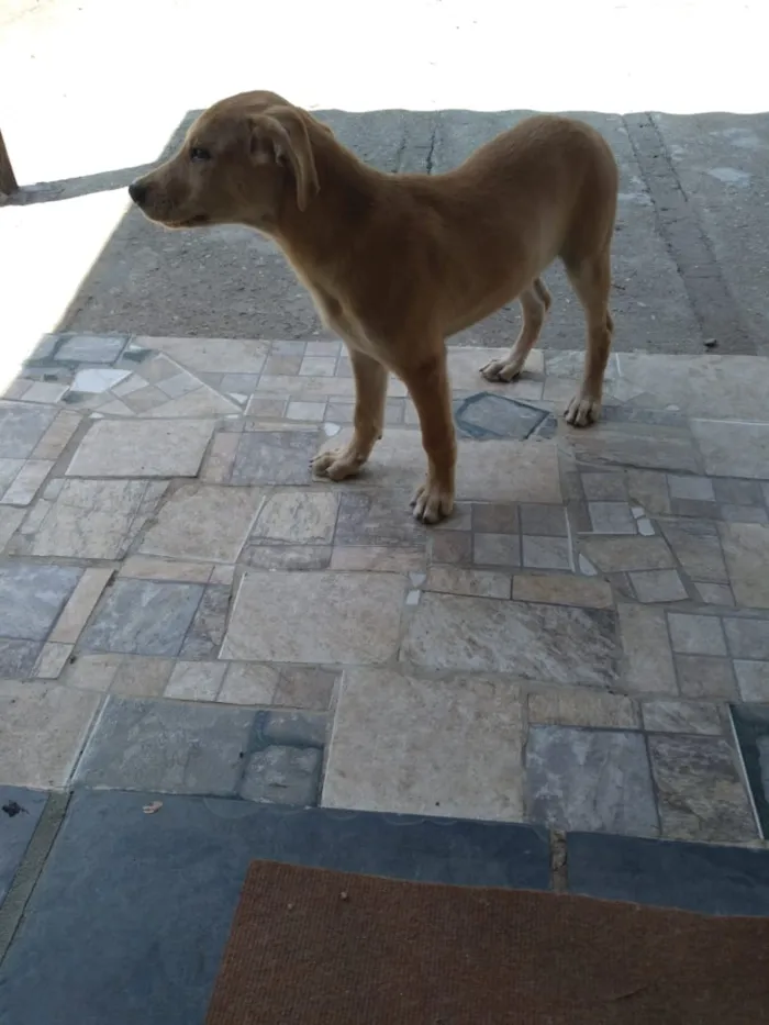 Cachorro ra a Labrador com pastor alemão idade 2 a 6 meses nome Marley e princesa