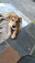 Marley e princesa