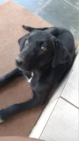 Marley e princesa